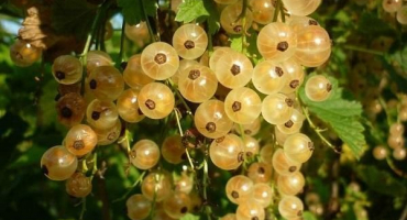 Popis odrůdy bílého rybízu versailles, výsadba a péče